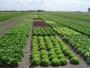 o_Organis farming